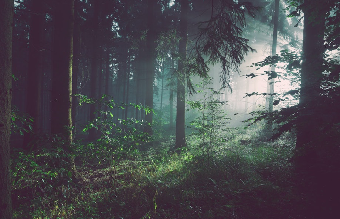 Sunlight filtering through the tall trees of a misty woodland